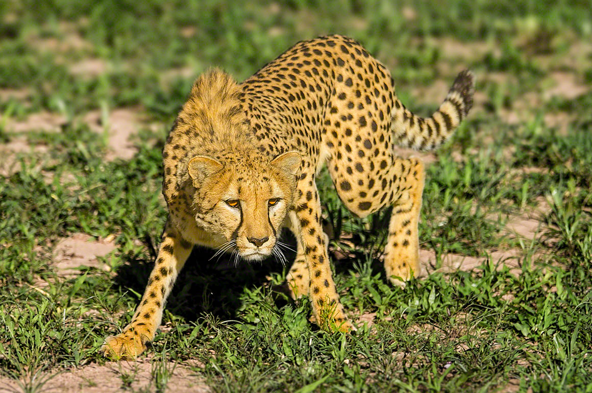 Cheetah Perfection