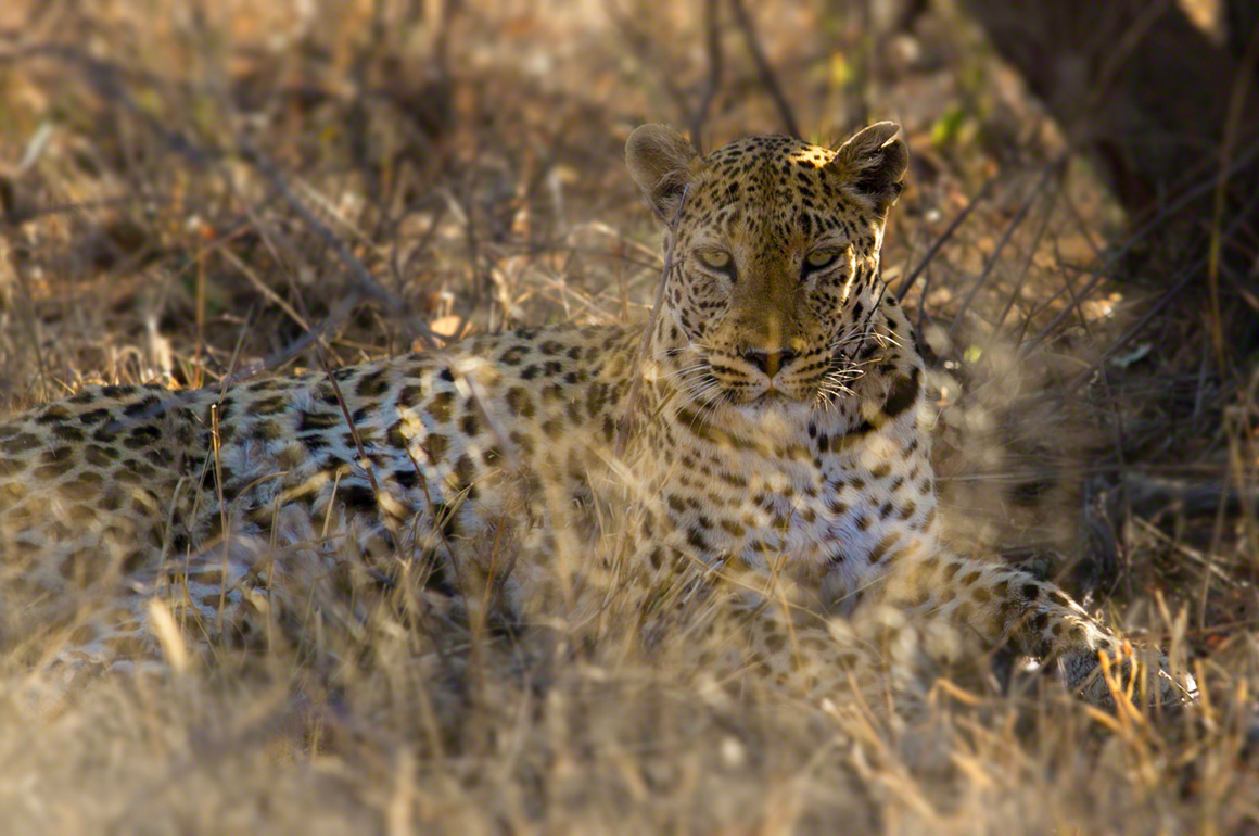 Leopard having a lunch break