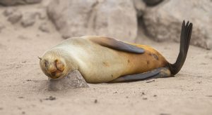 Cape Cross Seal having a nap